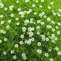 Sagina subulata 'Moss Green'