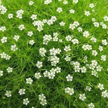 Sagina subulata 'Moss Green'
