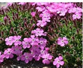 Saponaria 'Bressingham'