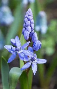 Scilla bifolia Blue