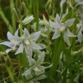 Scilla siberica alba