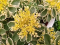 Sedum takesimense  'Atlantis'