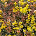 Sedum hakonense 'Chocolate Balls