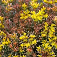 Sedum hakonense 'Chocolate Balls