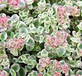Crassula 'Little Missy'