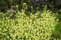 Sedum acre 'Aureum'
