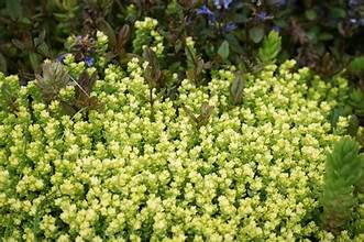 Sedum acre 'Aureum'