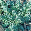 Sedum reflexum Blue Cushion