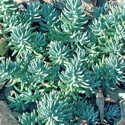 Sedum reflexum Blue Cushion