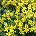 Sedum floriferum 'Weihenstephaner Gold'