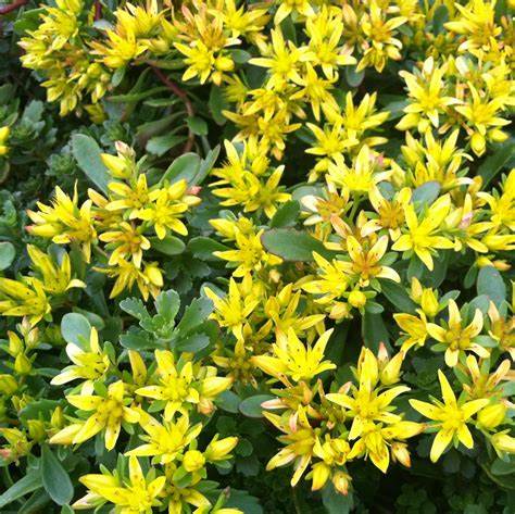 Sedum floriferum 'Weihenstephaner Gold'