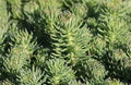 Sedum forsterianum Elegans