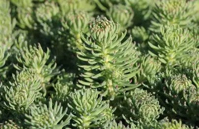 Sedum forsterianum Elegans