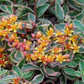 Sedum kamtschaticum 'Variegatum'