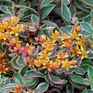 Sedum kamtschaticum 'Variegatum'