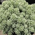 Sedum Silver Roses