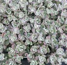 Hylotelephium spathulifolium 'Purpureum'