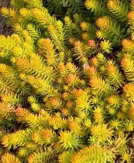 Sedum reflexum 'Yellow Cushion'