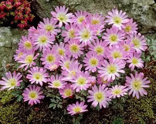 Anemone blanda 'Charmer'