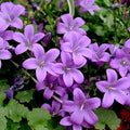 Campanula muralis Major