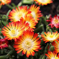 Delosperma Suntropics(R) Orange