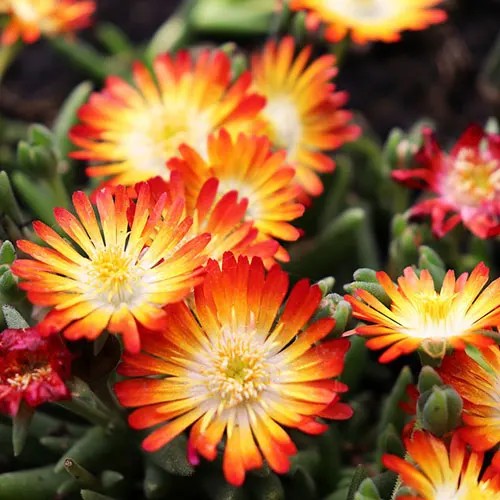 Delosperma Suntropics(R) Orange