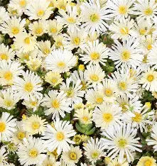 Delosperma 'Suntropics(R) Cream