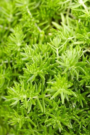 Sedum repustre 'Lemon Ball'