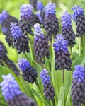 Muscari latifolium