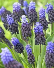 Muscari latifolium